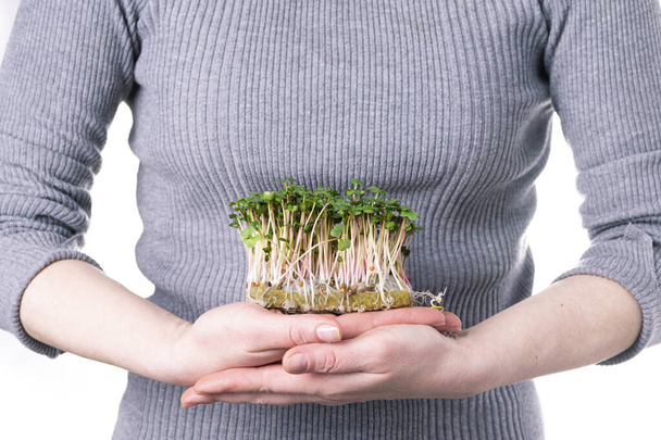 Organic raw microgreens. A woman holds in her hands sprouts of microgreens of radishes on a substrate for growing microgreens. Healthy superfood concept. - Foto, Imagem