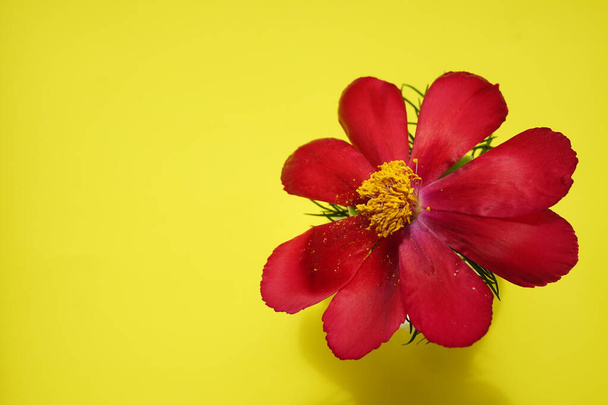 Червона квітка півонії на жовтому сонячному столі. Квіткова листівка
. - Фото, зображення