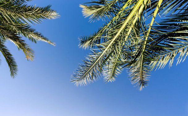 tropical pattern high palm trees pattern on white background - 写真・画像