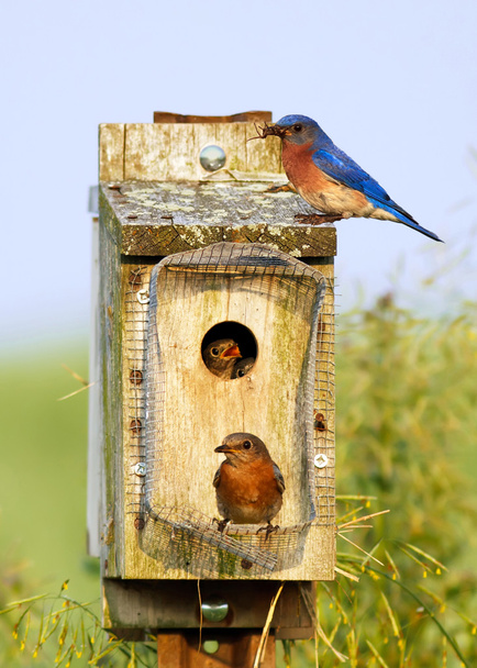 Eastern Bluebirds Feeding - Photo, Image