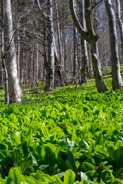 Άγρια φύλλα σκόρδου (Allium ursinum) πράσινα στο δάσος οξιάς. Το φυτό είναι επίσης γνωστό ως ramsons, buckrams, πλατύφυλλα σκόρδο, ξύλο σκόρδο, φέρουν πράσο ή σκόρδο αρκούδα. - Φωτογραφία, εικόνα