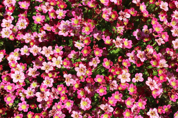 blossoming saxifrage in the garden - Photo, Image