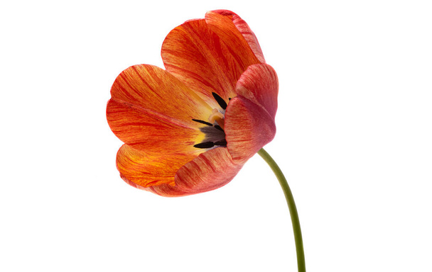 tulip isolated on white background  - Photo, Image