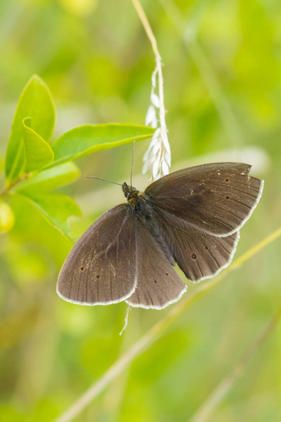 Detailní záběr motýla kroužkového Aphantopus hyperantus odpočívajícího na louce - Fotografie, Obrázek