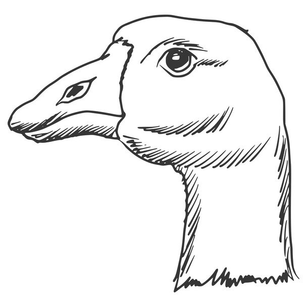 goose - Vector, Imagen