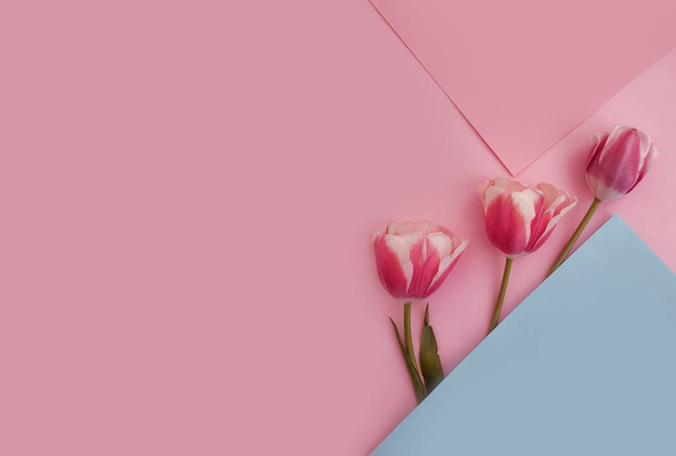  tulipán flor sobre fondo de color flor primavera - Foto, Imagen