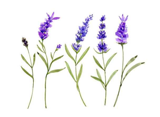 白い背景に紫色のラベンダーの花の水彩画のイラストのセット。結婚式や招待状に手描き. - 写真・画像