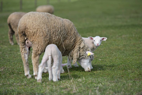 lammeren met schapen op vers groen weiland - Foto, afbeelding