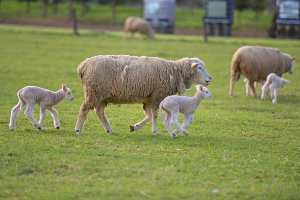 ягнят с овцами на свежем зеленом лугу - Фото, изображение