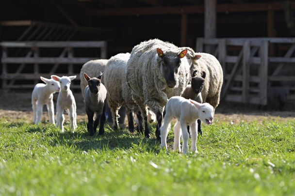 Clun Forest rasa owiec z jagniąt stojących na polu - Zdjęcie, obraz