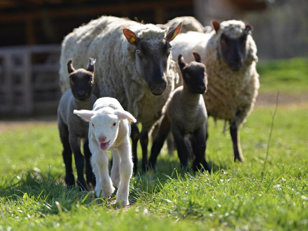Clun Forest race de moutons avec des agneaux debout dans un champ - Photo, image