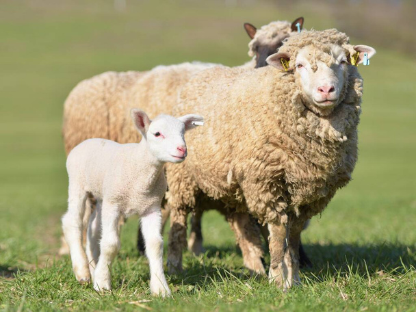 lambs with sheep on fresh green meadow - Photo, Image