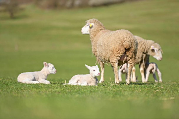 agnelli con pecore sul prato verde fresco - Foto, immagini
