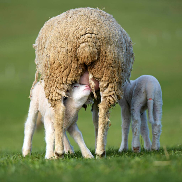 ягнят с овцами на свежем зеленом лугу - Фото, изображение