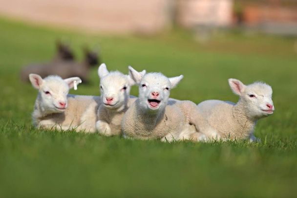 lambs on grass, ile de france sheep - Photo, Image