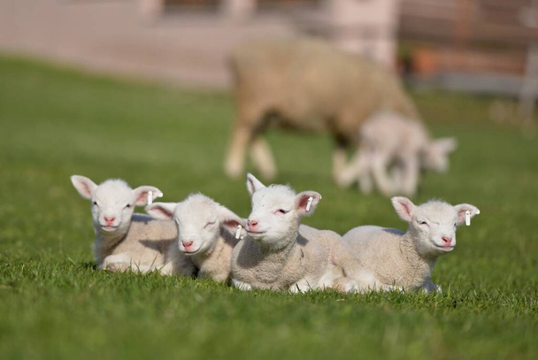 ягнят на траве, овец из Франции - Фото, изображение