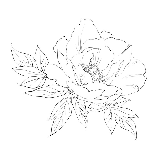 Ink Painting of Peony isolated on white. - Vector, Image