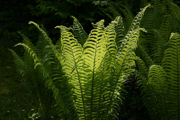 Green leaves of fern - Valokuva, kuva