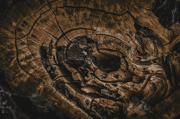 Dark brown dramatic photo of an old weathered stump. Wood nature background. - Foto, imagen