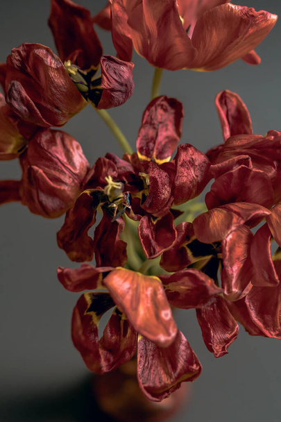 Flabby red tulips on a black background are photographed close-up. The concept of fragility and rapid death of flowers. Bouquet of not fresh dried tulips in a red vase - Photo, Image