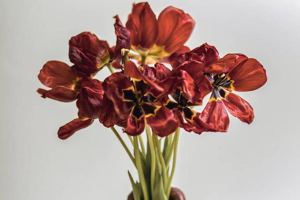 Flabby red tulips on a white background in a vase close-up. The concept of fragility and rapid death of flowers after the holidays. Bouquet of dying dried tulips in a vase - Photo, Image