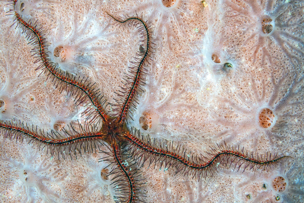 Brittle stars, serpent stars, at night at town pier off the coast of Bonaire - Photo, Image
