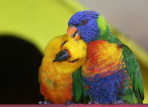 Papageienpaar - Foto, Bild