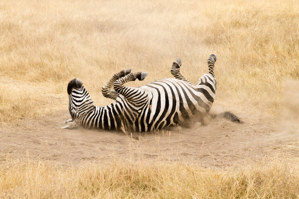 Zèbre qui roule sur le sol. Cratère de Ngorongoro, Tanzanie. Faune africaine - Photo, image