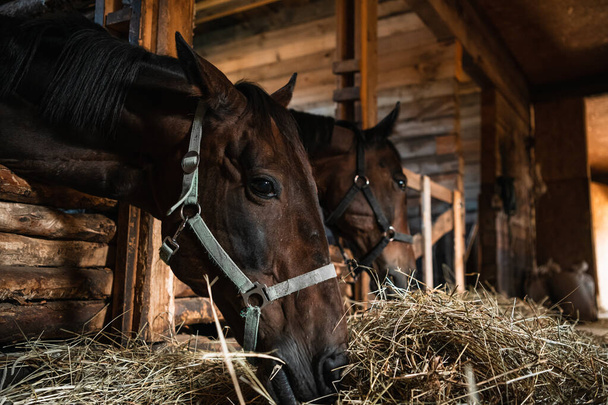 Retrato de cerca de dos caballos marrones en un establo de madera, luz natural - Foto, Imagen