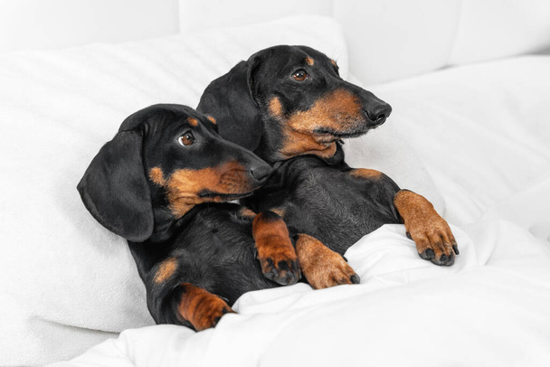 Two friendly dachshunds lie side by side covered with warm blanket, top view. Dogs spend time together. Siblings are waiting for bedtime story or have just woken up in morning - Φωτογραφία, εικόνα