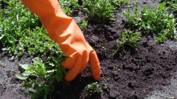 Close up on Farmer or gardener tearing weeds in garden protective gloves. - Imágenes, Vídeo