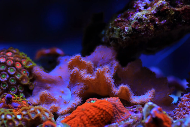 Pink Cabbash Leather Coral - (Sinularia brassica)  - Фото, зображення
