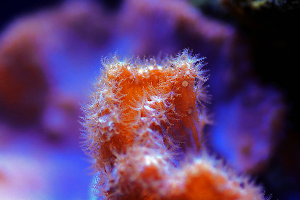 Розовая капуста коралловая - (Sinularia brassica))  - Фото, изображение