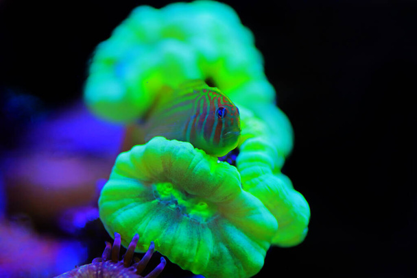 Zöld Bohóc Coral Goby álcázza a korall - Gobiodon histrio - Fotó, kép