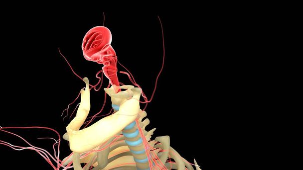 ihmisen elinjärjestelmän anatomia 3d kuva - Valokuva, kuva