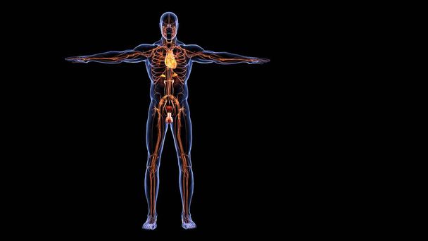 sistema de órganos humanos anatomía 3d ilustración - Foto, Imagen