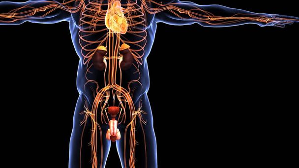 human organ system anatomy 3d illustration - Photo, Image