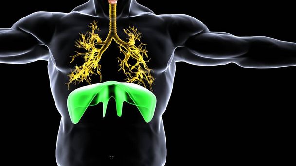 анатомия системы органов человека 3d иллюстрация - Фото, изображение