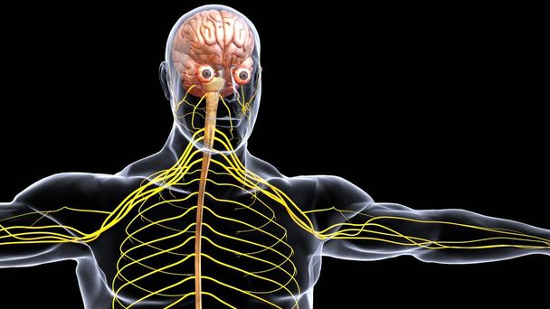 анатомия системы органов человека 3d иллюстрация - Фото, изображение