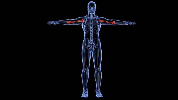 anatomie lidského orgánového systému 3D ilustrace - Fotografie, Obrázek