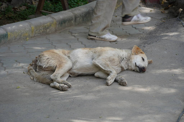 Jovem cão Stray parecendo sujo e solitário. Cães sem-teto são problemas sociais em todo o mundo. LGD - Foto, Imagem