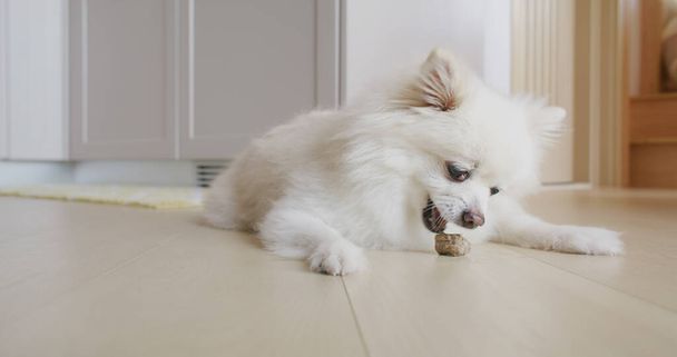 Pomeranian σκυλί μάσημα θεραπεία για καθαρά δόντια και υγιή ούλα - Φωτογραφία, εικόνα