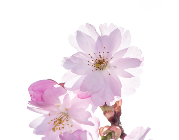 Fleurs de cerisier rose isolées
 - Photo, image