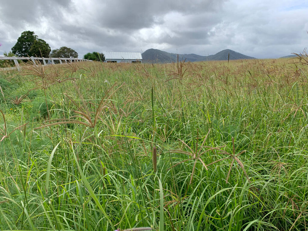 Vistas del campo en la región de Southern Down de Queensland Australia. Con colinas onduladas, prados verdes y vallas - Foto, Imagen