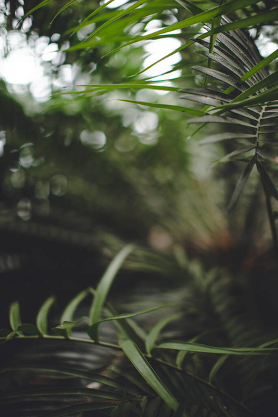 Patrón de hoja de palma verde textura abstracta fondo oscuro. marco de follaje con espacio para el texto. concepto de diseño de verano tropical. espacio de copia - Foto, imagen