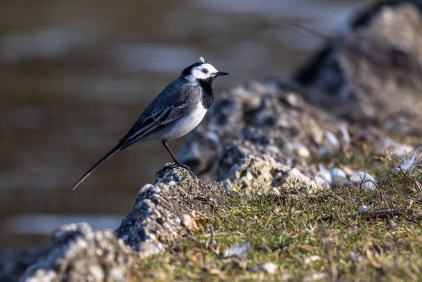 The white wagtail, Motacilla alba is a small passerine bird in the family Motacillidae. Seen in the English Garden in Munich, Germany - Photo, Image