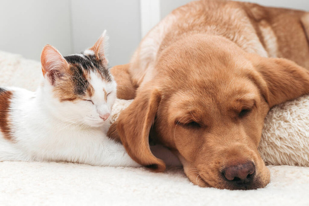 Adorable pets, kitten and labrador retriever puppy sleep together. Friendship of a cat and a dog - Foto, Imagem