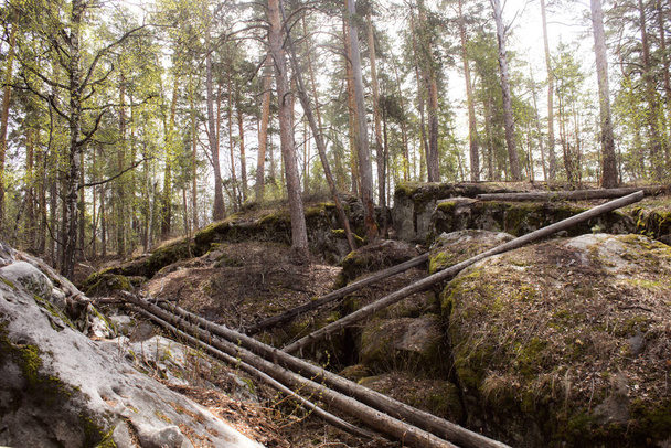 Beautiful view of huge pine trees in a forest with moss covered boulders. Rachaiskiy Alps, Samara. - Фото, изображение