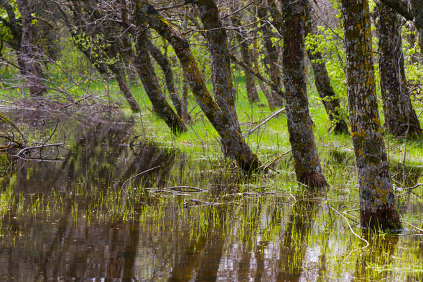 Metsä vedessä, puut vedessä, veden heijastuminen - Valokuva, kuva