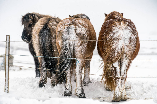 Caballos islandeses. El caballo islandés es una raza de caballos creada en Islandia. - Foto, imagen